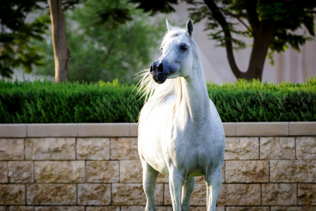 Обои картинки фото животные, лошади, белый, красавец, поза, гордый, конь