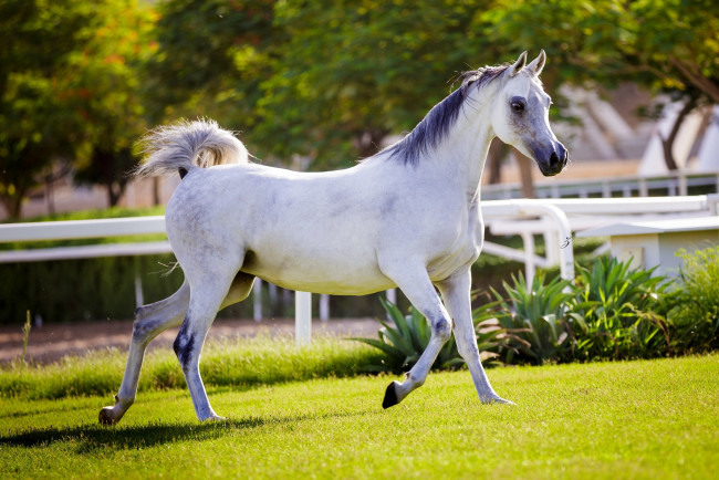 Обои картинки фото животные, лошади, хвост, грива, бег, серый, красавец, солнце, лето, свет, конь, загон, трава