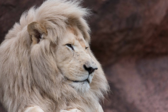 Обои картинки фото животные, львы, зоопарк, морда, грива, профиль, красавец, белый