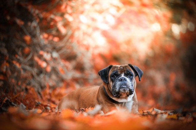 Обои картинки фото животные, собаки, природа, осень, листья, собака
