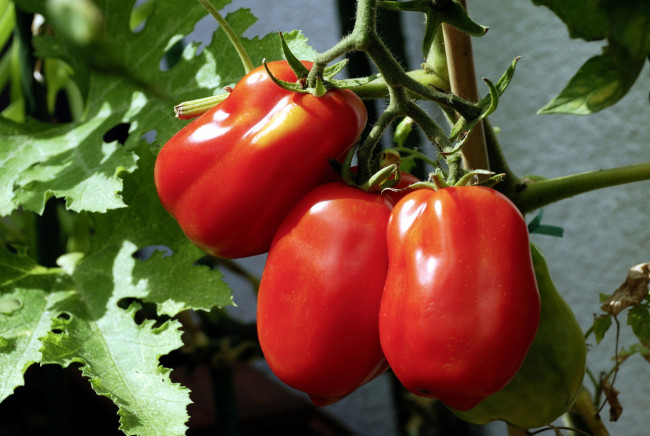 Обои картинки фото природа, плоды, помидоры, томаты