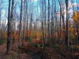 Картинка природа лес осень листопад