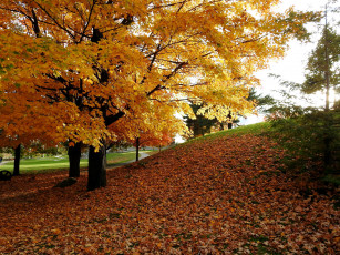 Картинка природа парк осень листопад