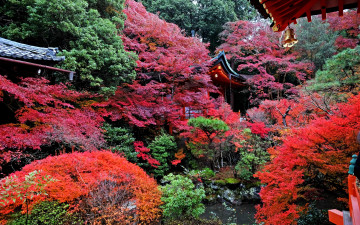 Картинка природа парк садик японский