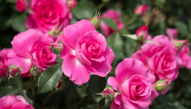 Обои картинки фото цветы, розы, розовые, куст, бутоны