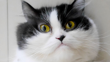 Картинка кот животные коты животное фауна взгляд цвет поза