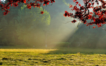 Картинка природа луга деревья ветки лужайка утро туман