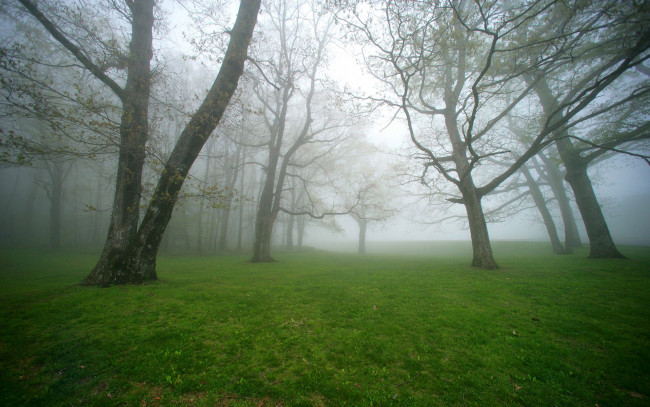 Обои картинки фото природа, деревья, трава, газон, туман