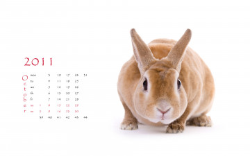 обоя календари, животные