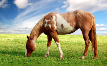 Картинка животные лошади луг