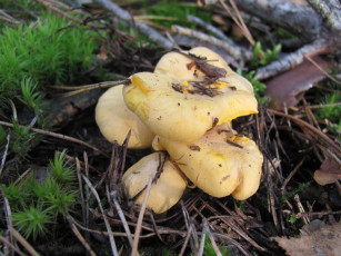Картинка лисички природа грибы иголки мох семейка