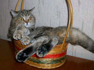 Картинка животные коты кот кошка корзина