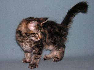Картинка животные коты мейн-кун котёнок