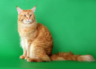Картинка животные коты мейн-кун кот