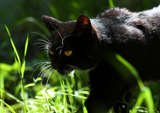 Картинка животные коты трава кот