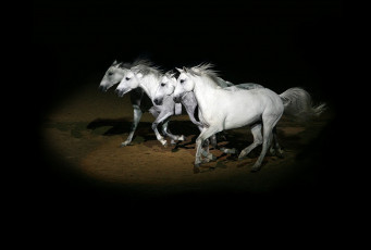 Картинка животные лошади кони лошадь
