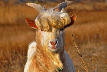Картинка натуральный блондин животные козы