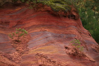 Картинка природа горы мох скалы сосны