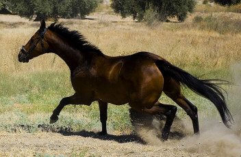 Картинка животные лошади конь лошадь