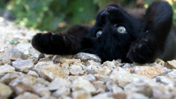 Картинка животные коты кот кошка камни
