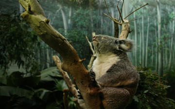 Картинка животные коалы лес
