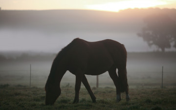 Картинка животные лошади поле туман утро пейзажи трава пастбище