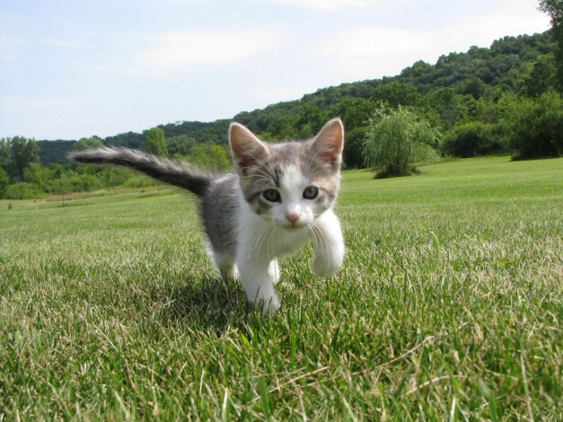 Обои картинки фото животные, коты, трава, котёнок