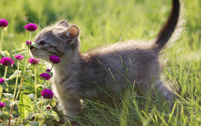 Обои картинки фото животные, коты, котёнок, цветы