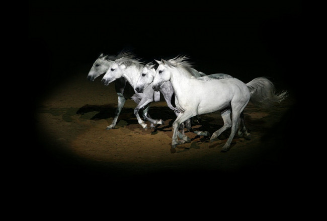 Обои картинки фото животные, лошади, кони, лошадь