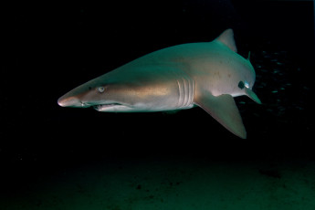 Картинка животные акулы океан акула