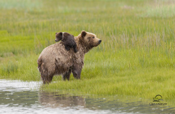 Картинка животные медведи семья lake+clark+national+park alaska аляска медведица медвежонок детёныш