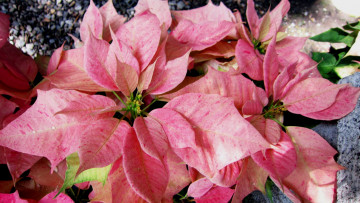 Картинка цветы пуансеттия пестрый