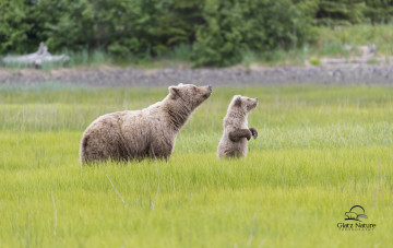 Картинка животные медведи семья lake+clark+national+park alaska аляска медведица медвежонок детёныш