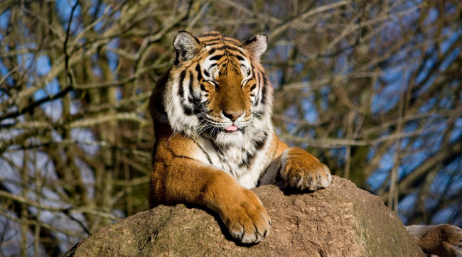 Обои картинки фото животные, тигры, амурский, тигр, морда, отдых