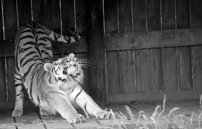 Обои картинки фото животные, тигры, поза, потягивается, тигр, черно-белое
