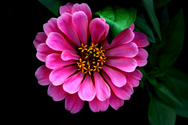 Обои картинки фото цветы, цинния, розовый