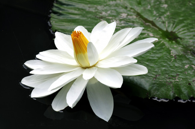 Обои картинки фото цветы, лилии водяные,  нимфеи,  кувшинки, белый