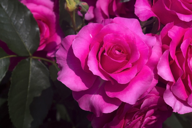Обои картинки фото цветы, розы, яркий