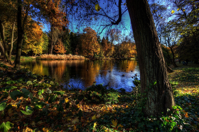 Обои картинки фото ujazdоw park варшава, природа, реки, озера, парк, озеро, лес
