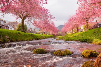 Картинка города -+пейзажи небо река мост деревья цветы весна дома