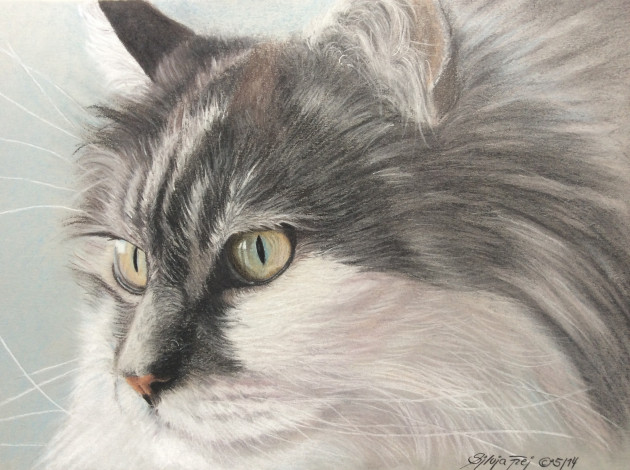Обои картинки фото рисованное, животные,  коты, пушистый, кот, живопись, взгляд