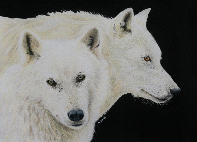 Обои картинки фото рисованное, животные,  волки, волки, живопись, взгляд, хищники