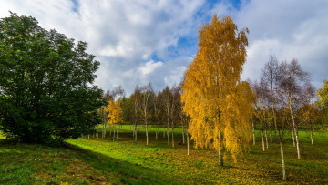 Картинка природа пейзажи деревья осень
