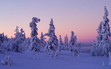 Картинка природа зима finland lapland levi закат деревья снег леви лапландия финляндия