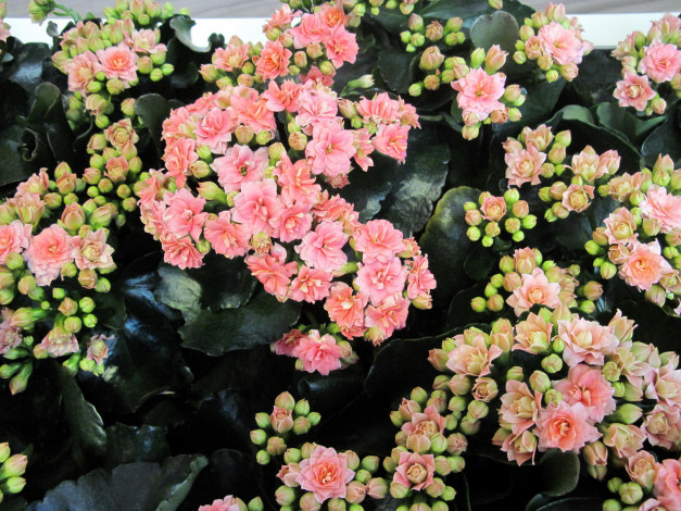 Обои картинки фото цветы, каланхоэ, много, розовый