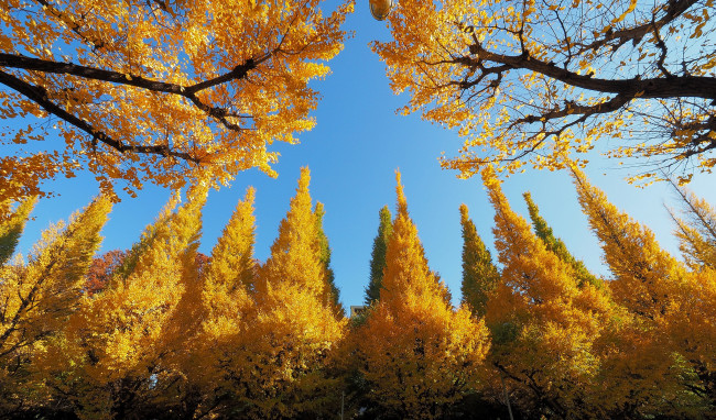 Обои картинки фото природа, лес, деревья, небо, осень