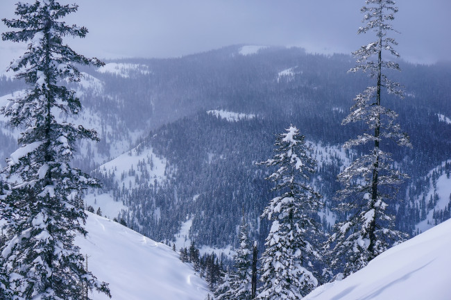 Обои картинки фото природа, горы, лес, снег, зима, россия, хабаровский, край, панорама, деревья