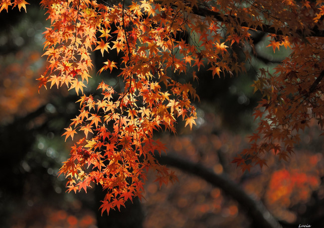 Обои картинки фото природа, листья, осень, красные
