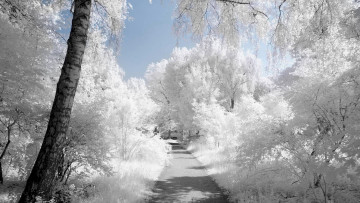 Картинка природа парк зима деревья снег