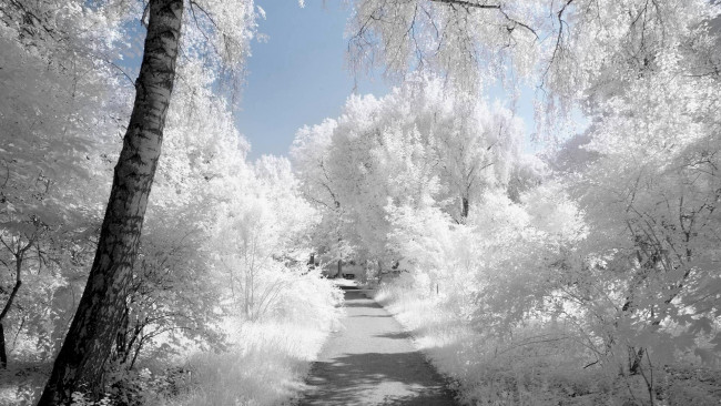 Обои картинки фото природа, парк, зима, деревья, снег